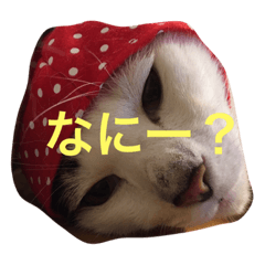 [LINEスタンプ] こたろーwithちび.レン