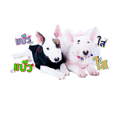 [LINEスタンプ] bAcon＆moohAm Bullterrier