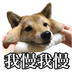 [LINEスタンプ] 毎日使える、柴犬こはるのスタンプ 2