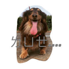 [LINEスタンプ] Candy-Dog