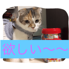 [LINEスタンプ] Poko chan Stanp