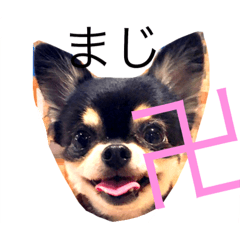 [LINEスタンプ] チワワ犬 チョコ
