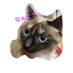 [LINEスタンプ] シャム猫のリン