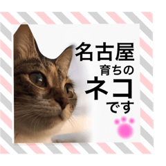名古屋育ちのベンガル＆日本猫