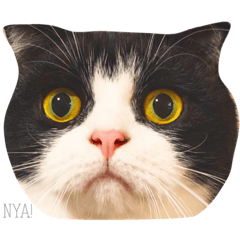 [LINEスタンプ] ごんたとまだら