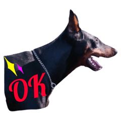 [LINEスタンプ] dobermann.takuma