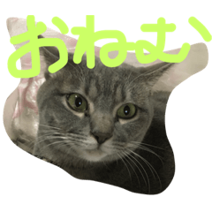 [LINEスタンプ] cocoa cat1