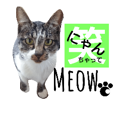 [LINEスタンプ] 猫の日常的つぶやき 2
