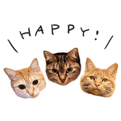 [LINEスタンプ] ねこ（ひたすらかわいい）