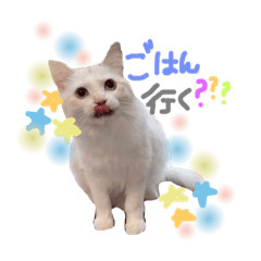[LINEスタンプ] ラグドールみぃちゃん