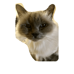 [LINEスタンプ] cute cats stickers