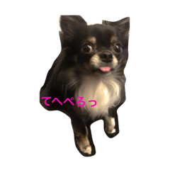 [LINEスタンプ] チワワのまるちゃん