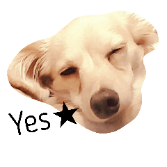 [LINEスタンプ] Coco Happy Life