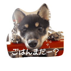[LINEスタンプ] しまとらのすたんぷ