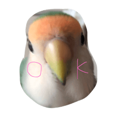 [LINEスタンプ] コザクラインコのゆず