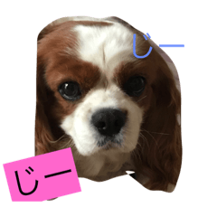 [LINEスタンプ] きゃばりあここの日常