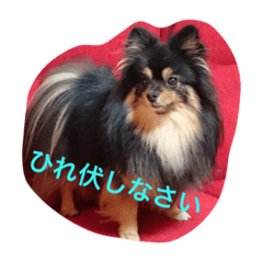 [LINEスタンプ] buratan pomeranian