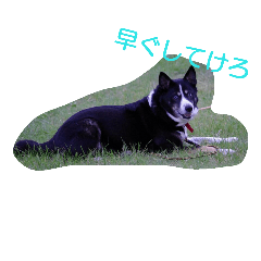 [LINEスタンプ] やまがた育ち、ミックス犬ミルキー