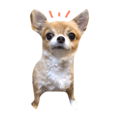 [LINEスタンプ] やばい犬