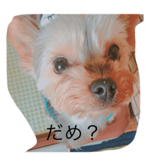 [LINEスタンプ] ヨークシャテリアぺろ