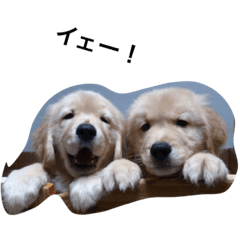 [LINEスタンプ] ゴールデン甘えん坊ビート