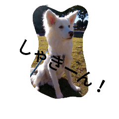 [LINEスタンプ] わたあめ、7ヶ月