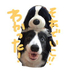 [LINEスタンプ] ボーダーコリーのルー