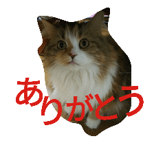 [LINEスタンプ] Mysteriouscat