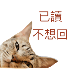[LINEスタンプ] Meatball ＆ Meatfloss