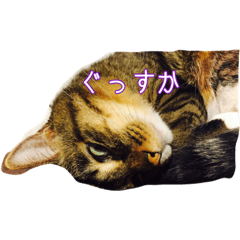 [LINEスタンプ] サブローその他猫たち