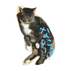 [LINEスタンプ] 佐藤家の猫
