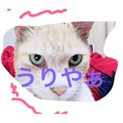 [LINEスタンプ] 吾輩は猫のセチ