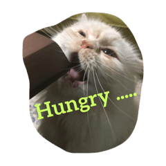 [LINEスタンプ] わんこにゃんこちゃん