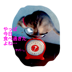 [LINEスタンプ] しづく＆あんづな日々