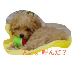 [LINEスタンプ] ヤマトときなこ（1）