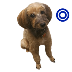 [LINEスタンプ] 愛犬あん