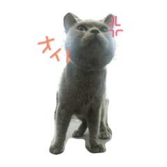 [LINEスタンプ] DOG yue