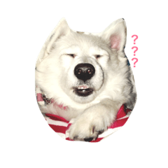 [LINEスタンプ] Fox Dog Dog