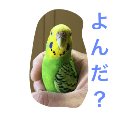 [LINEスタンプ] インコのチィちゃん