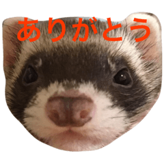 [LINEスタンプ] ちょこぼう