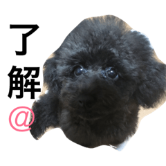 [LINEスタンプ] 山本あにまるず