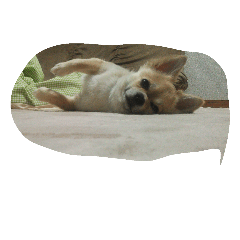 [LINEスタンプ] my dog yuzu