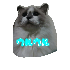 [LINEスタンプ] Dear cat lover