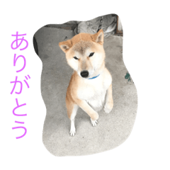 [LINEスタンプ] くーちゃんスタンプ2