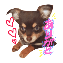 [LINEスタンプ] サリーくん