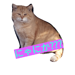 [LINEスタンプ] WanNyanSHUUWA