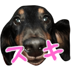 [LINEスタンプ] わんわん正義