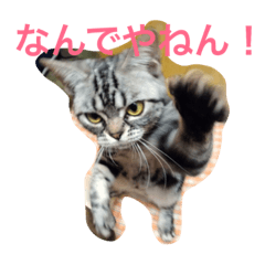 [LINEスタンプ] もみこーず