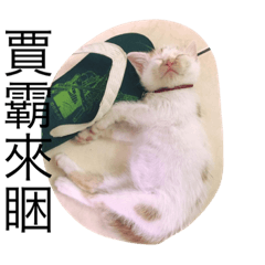 [LINEスタンプ] animal for fun