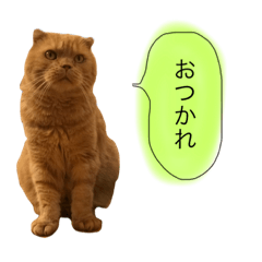 [LINEスタンプ] nekosan stamp2017